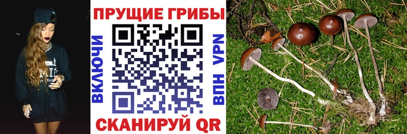 Купить где  Ачхой-Мартан  Галлюциногенные грибы ЛСД 